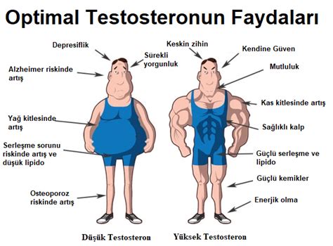 Testosteron hormonu yüksekliği erkek